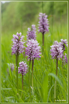 Aapjesorchis - Orchis simia