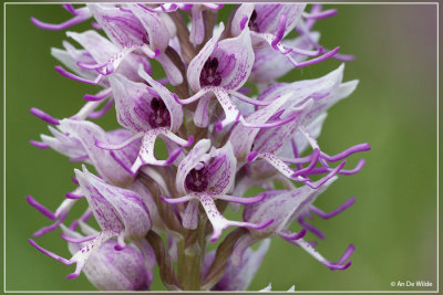 Aapjesorchis - Orchis simia