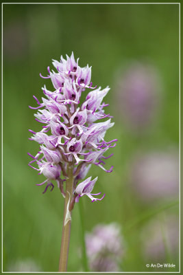 Aapjesorchis - Orchis simia