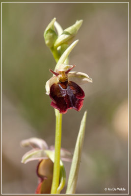 Ophrys X devenensis
