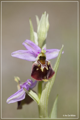 Ophrys fuciflora - Hommelrochis