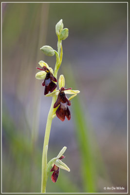 Vliegenorchis - Ophrys insectifera