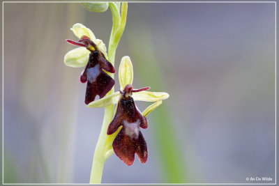 Vliegenorchis - Ophrys insectifera