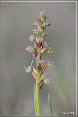 Groene nachtorchis - Dactylorhiza viridis