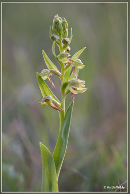 Groene nachtorchis - Dactylorhiza viridis