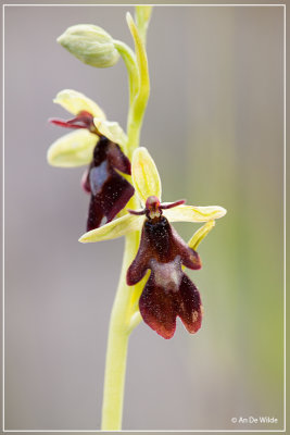 Vliegenorchis - Ophrys insectifera