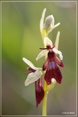 Vliegenorchis - Ophrys insectifera