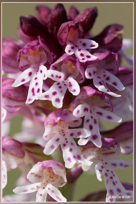 Neotinea ustulata - Aangebrande orchis