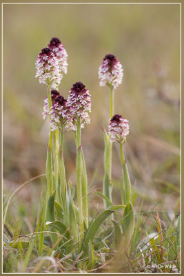 Aangebrande orchis - Neotinea ustulata