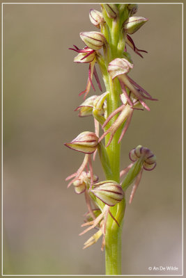 Poppenorchis - Orchis anthropophora