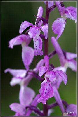 Orchis mascula - Mannetjesorchis 