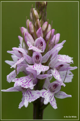 Dactylorhiza maculata - Gevlekte orchis