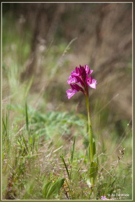 Vlinderorchis - Anacamptis papilionacea