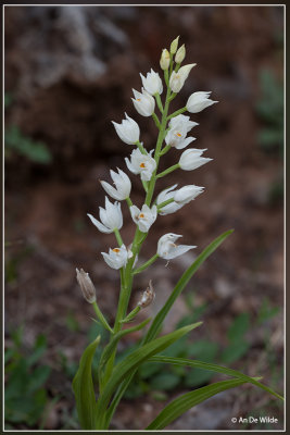 Wit bosvogeltje - Cephalanthera longifolia