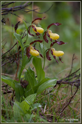 Vrouwenschoentje - Cypripedium calceolus