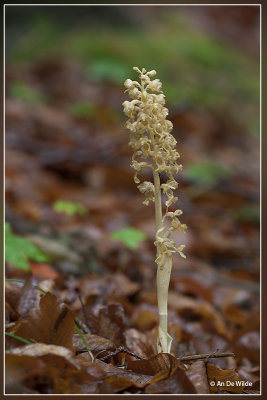 Vogelnestje  - Neottia nidus-avis