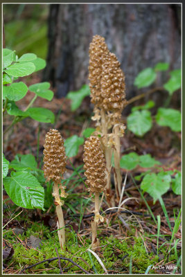 Vogelnestje  - Neottia nidus-avis