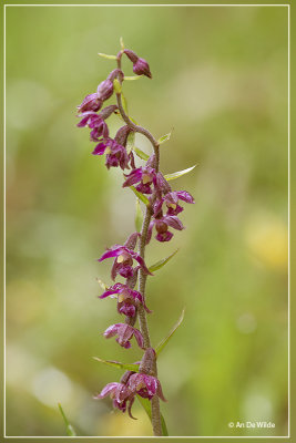 Bruinrode wespenorchis - Epipactis atrorubens