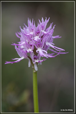 Orchis italica