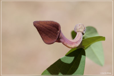 Aristolochia baetica