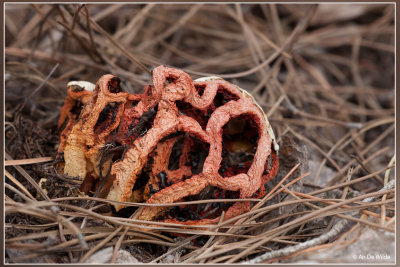 Traliestinkzwam - Clathrus ruber