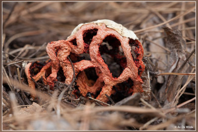 Traliestinkzwam - Clathrus ruber