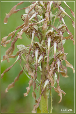 Bokkenorchis - Himantoglossum hircinum