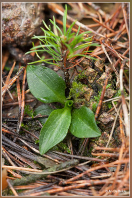 Goodyera repens - Dennenorchis