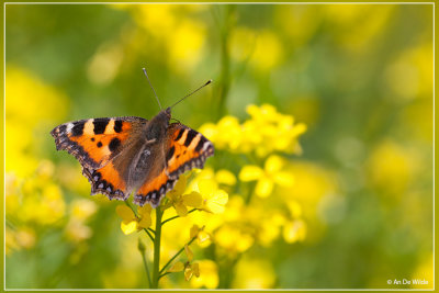 Kleine vos - Aglais urticae