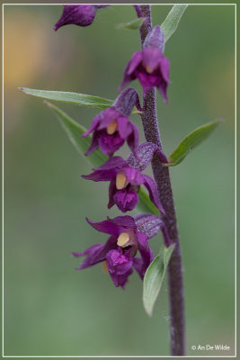 Bruinrode wespenorchis - Epipactis atrorubens