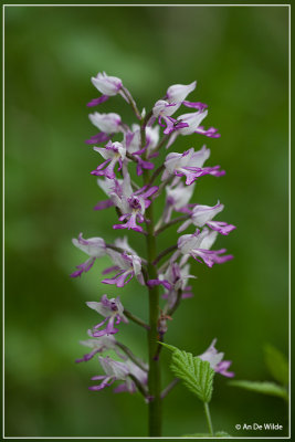 Soldaatje - Orchis militaris