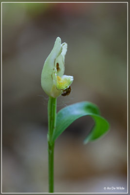 Bleek bosvogeltje - Cephalanthera damasonium