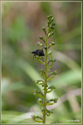 Rozenkever - Phyllopertha horticola + grote keverorchis