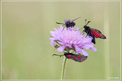 Sint-jansvlinder - Zygaena filipendulae