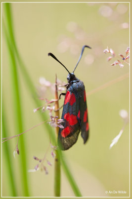 Sint-jansvlinder - Zygaena filipendulae