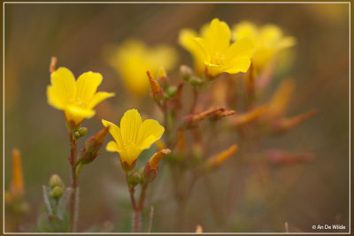 Moerashertshooi - Hypericum elodes