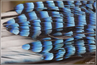Gaai - Garrulus glandarius