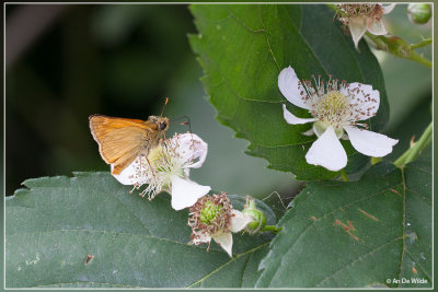 Groot dikkopje - Ochlodes sylvanus