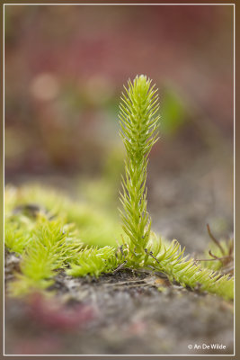 Moeraswolfsklauw - Lycopodiella inundata