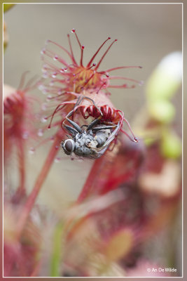 Kleine zonnedauw - Drosera intermedia