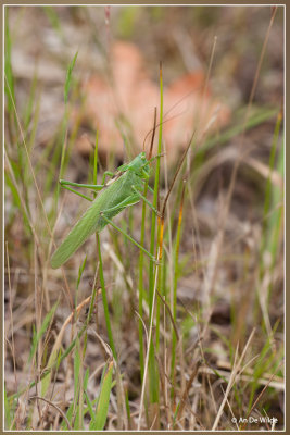Grote Groene Sabelsprinkhaan - Tettigonia viridissima