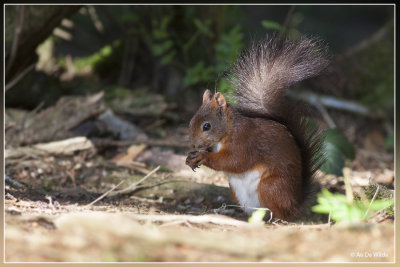 Rode Eekhoorn - Sciurus vulgaris