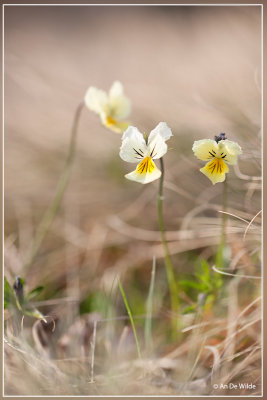 Zinkviooltje - Viola lutea subsp. calaminaria