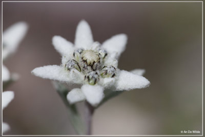 Edelweiss  - Leontopodium alpinum