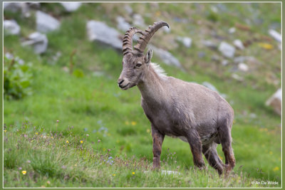 Alpensteenbok - Capra ibex