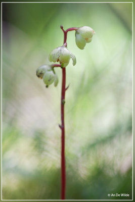Rond wintergroen - Pyrola rotundifolia