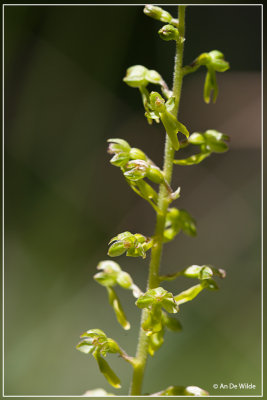 Grote keverorchis - Neottia ovata