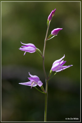 Rood bosvogeltje - Cephalanthera rubra