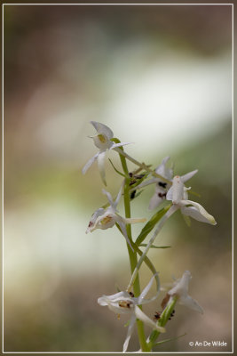 Welriekende nachtorchis - Platanthera bifolia