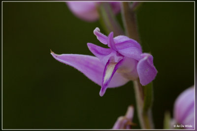 Rood bosvogeltje - Cephalanthera rubra